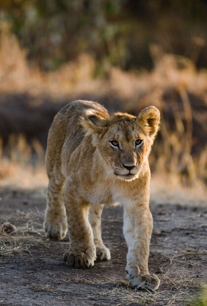 宝贝年轻人的画像狮子肯尼亚坦桑尼亚马赛先生塞伦盖蒂.!婴儿 自然 动物 狮子 非洲 野生 野兽 稀树草原 动物 捕食者 坦桑尼亚 国家公园 哺乳动物