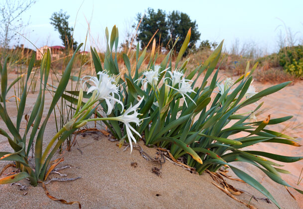 季节沙滩上的白色睡莲（特写）花沙植物