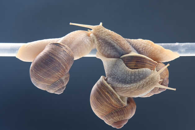 小蜗牛挂在塑料袋上管浪漫以及动物之间的关系贝类以及无脊椎动物肉和美食滑梯粘液贝壳