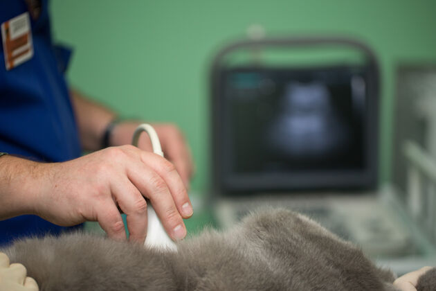 人兽医在诊所做超声波检查护士医生过程