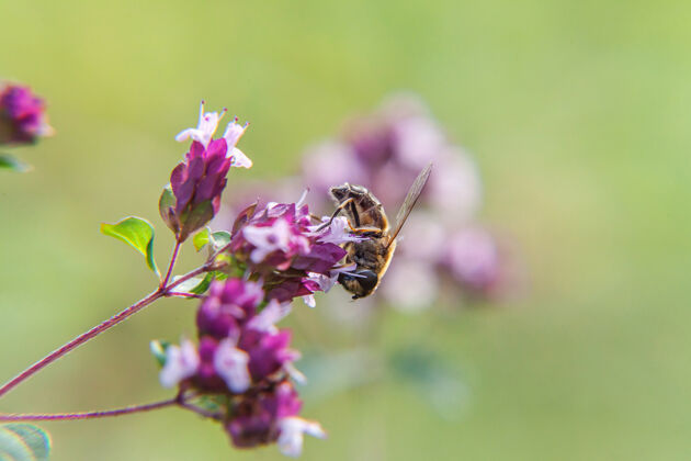 花粉蜜蜂采满黄色花粉 饮花蜜 为粉色花朵授粉灵感自然 花卉春夏盛开 花园或公园背景美丽田园诗背景