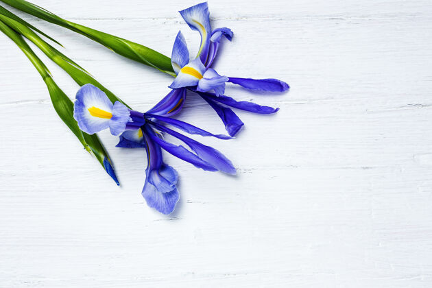花卉一束蓝色百合花日耳曼语虹膜扁平躺下开花复制空间植物
