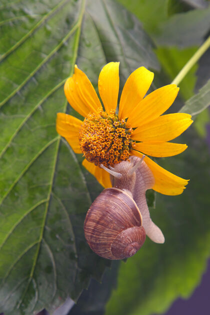 生物蜗牛正积极地爬进来自然软体动物还有无脊椎动物花园动物螺旋