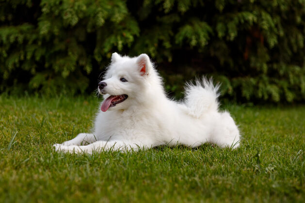 健康白色小狗萨莫耶德哈斯基躺在院子里的绿色草坪上自然同伴表达