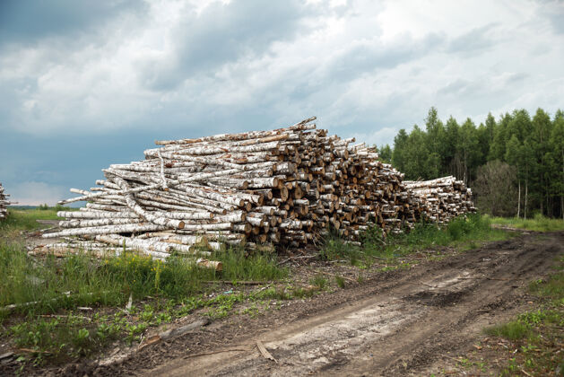 堆栈树木的树干被砍下来堆放在前景 绿色的森林桩股票自然
