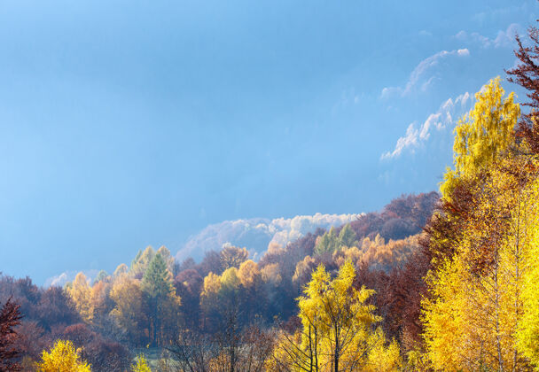 景色秋天雾蒙蒙的山坡上有黄色的桦树叶子薄雾桦树山