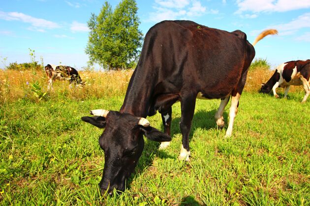 哺乳动物村里的奶牛在夏天吃草奶牛奶牛牧师