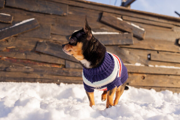 衣服奇瓦瓦在花园里散步雪吉娃娃穿着冬天的衣服在雪上狗寒冷家养