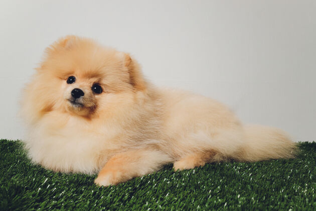 微型可爱的波美拉尼亚毛茸茸的小狗画像斯皮茨利特尔白色的微笑的狗时尚眼睛小