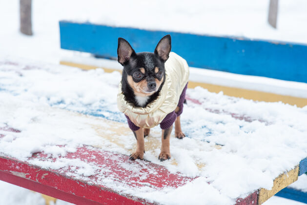 宠物寒风中的小狗夹克冬天吉娃娃穿着冬天的衣服在雪上哺乳动物衣服毛皮