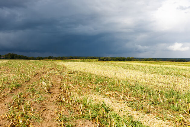 农业雨前在农田收割玉米粮食草地生物