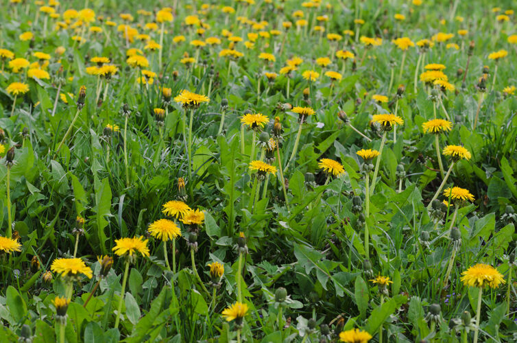 叶春天的草地上开着黄色的蒲公英花春天充满活力蒲公英