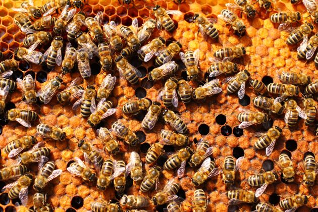 养蜂蜂房里的许多蜜蜂在养蜂场特写蜂巢蜂蜜控制