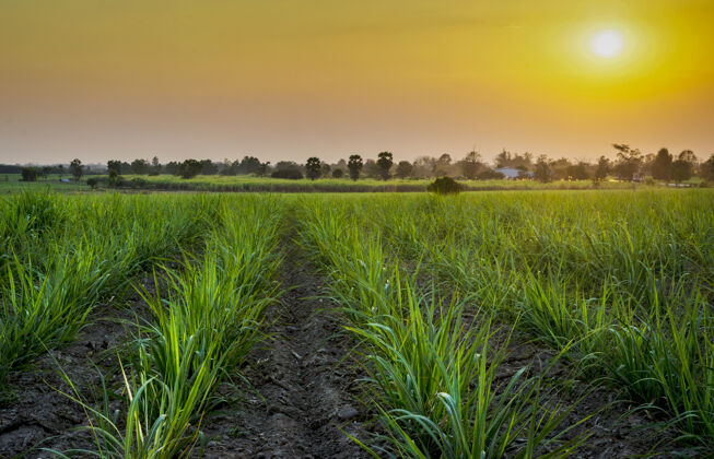 夏天甘蔗地上的日落外面田野粮食