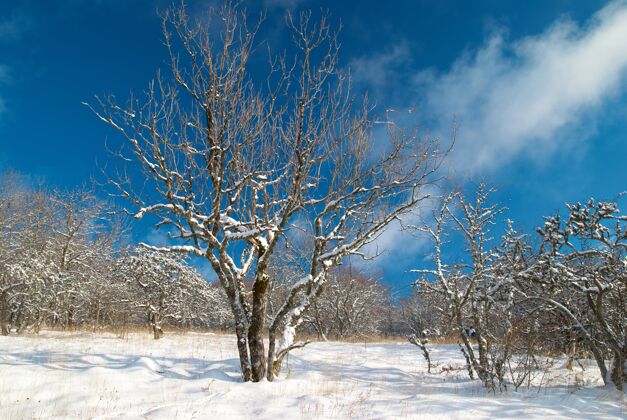 下雪冬天的雪林里有树在雪地里树枝冬天寒冷
