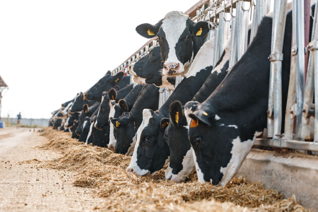 牛肉奶牛站在摊位上吃干草牲畜干草摊位