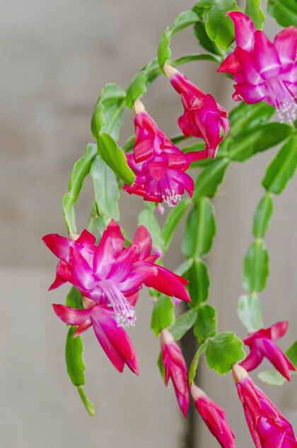 花粉红色仙人掌花或圣诞树室内植物特写庆祝紫色的花季节