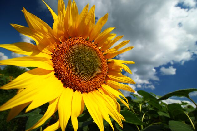 农业夏天的向日葵绽放美丽特写花园向日葵光明