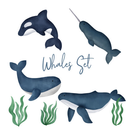 野生水彩鲸鱼集水下鲸鱼海洋