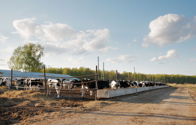 奶牛一群奶牛在农场里哺乳动物蓝色动物养殖