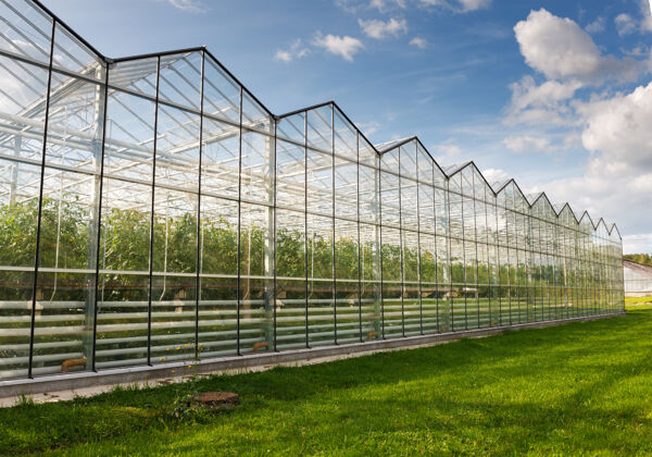 温室蓝天映衬下的番茄温室农作物自然温室
