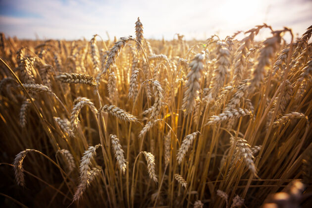 农业麦田 近距离拍摄成熟的麦穗自然生长春天牧场谷物