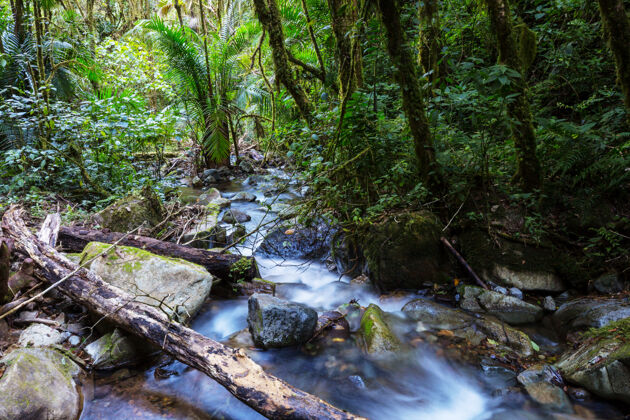 水流美丽的溪水在雨林中流淌哥斯达黎加 中美洲苔藓石头雨林