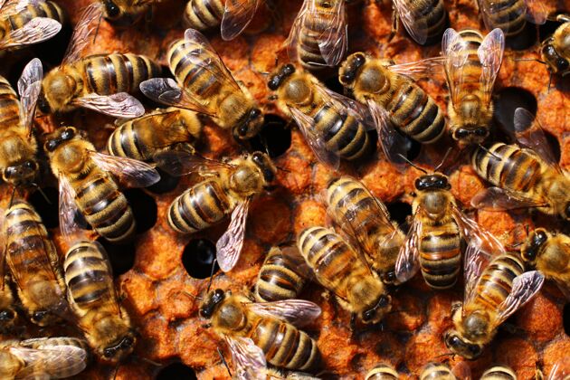 昆虫蜂房里的许多蜜蜂在养蜂场特写职业人养蜂