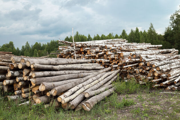 削减在森林里砍伐树木粗糙砍木材