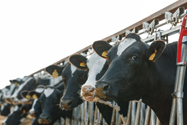哺乳动物成年奶牛站在农场的摊位上斑点牲畜农场