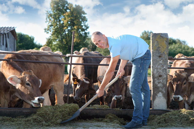 酒吧农夫在农场里和奶牛一起干活肉谷仓农村