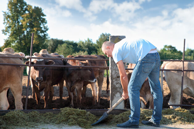 手工农夫在农场里和奶牛一起干活农场乳制品哺乳动物