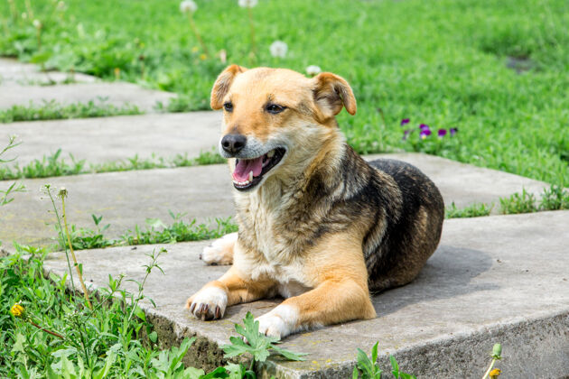 哺乳动物一只棕色的小狗躺在花园的小路上肖像自然狗