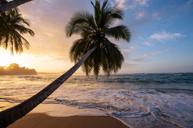 树哥斯达黎加美丽的热带太平洋海岸美丽阳光明媚风景