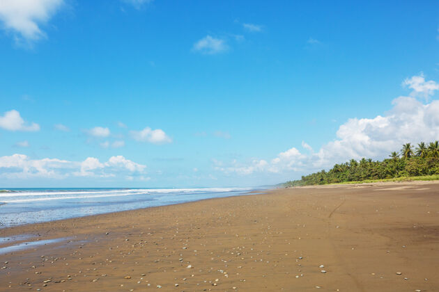 树哥斯达黎加美丽的热带太平洋海岸阳光明媚美丽蓝色