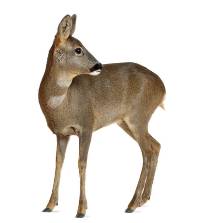 哺乳动物欧洲狍子 被隔离了侧视图鹿动物