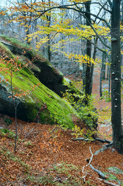 季节在伊万诺弗兰科夫斯克地区的斯凯利多夫布沙秋林中有一块高大的石头树叶树叶