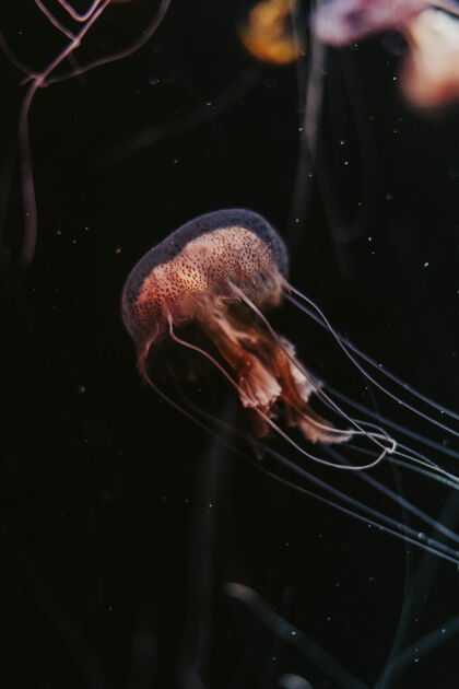 动物水母的垂直镜头海洋水族馆鱼