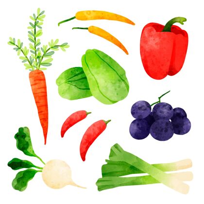 健康收集不同的水彩蔬菜蔬菜有机手绘