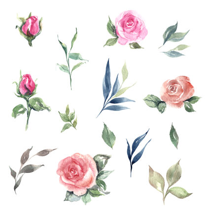 集手绘水彩玫瑰和树叶集插图开花水彩植物
