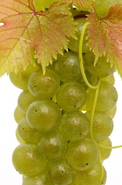 束成熟的葡萄在白色的表面孤立饮食葡萄颜色
