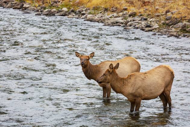 饲料美国科罗拉多州秋天森林里的山麋鹿成熟岩石哺乳动物