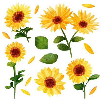 夏季花朵向日葵插图集手绘风格花朵包装套装