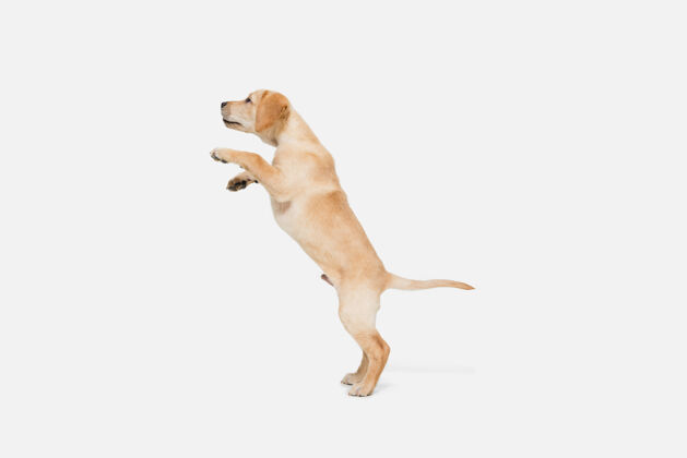 小拉布拉多猎犬小狗 在白色的墙壁上摆出孤立的姿势宠物的爱 有趣的情感概念广告的复制空间摆出可爱的姿势活跃的宠物在运动 行动有趣大哺乳动物