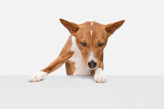 肖像跑步可爱可爱的basenji小狗可爱的狗或宠物摆姿势与球隔离在白色墙上运动的概念 宠物的爱 动物的生活看起来快乐 有趣广告复制空间毛茸茸的纯种狗