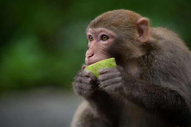 栖息地可爱的恒河猴吃猴子可爱自然猴子