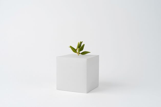 复制空间几何形态和植物生长的可持续性概念空白形状蔬菜