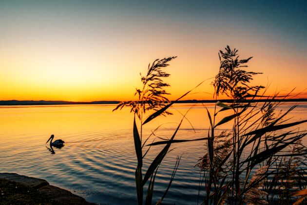乡村美丽的风景芦苇植物在海边与一只游泳的鹈鹕在夕阳下湖泊气候海岸