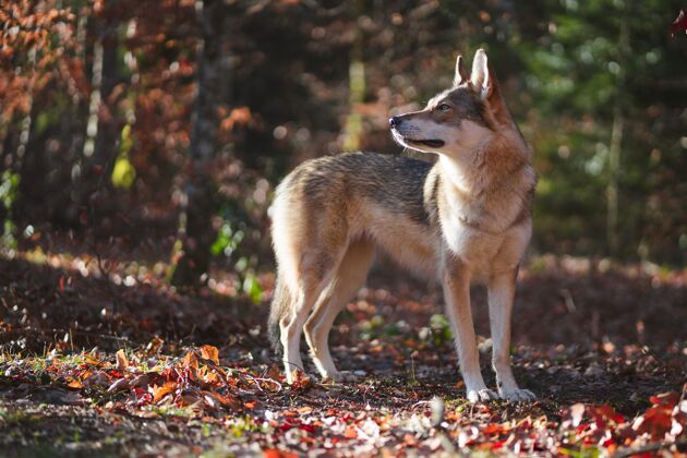 狗肖像北方因纽特人的狗在秋天的森林里季节林地肖像