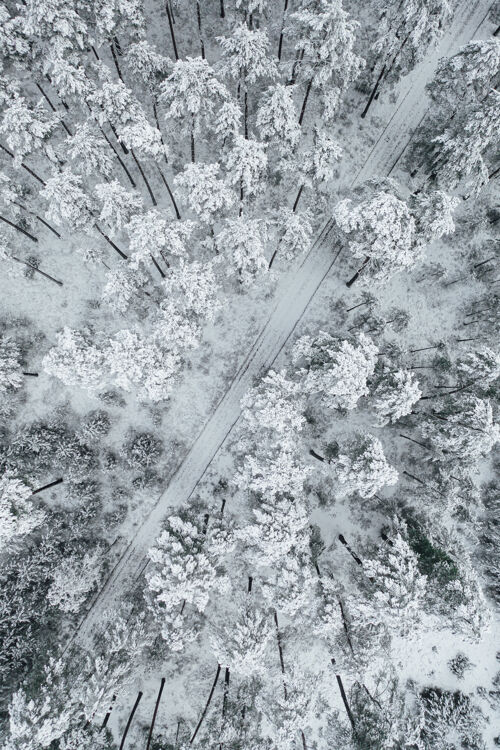 结冰垂直拍摄一条被美丽的冰雪覆盖的森林环绕的道路森林冬天道路